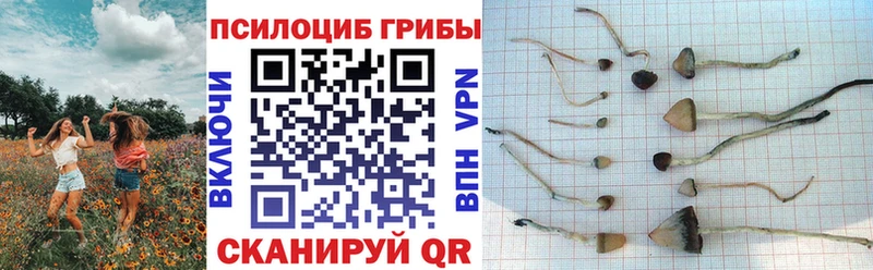 Псилоцибиновые грибы мухоморы  гидра онион  дарк нет Telegram  Бодайбо 